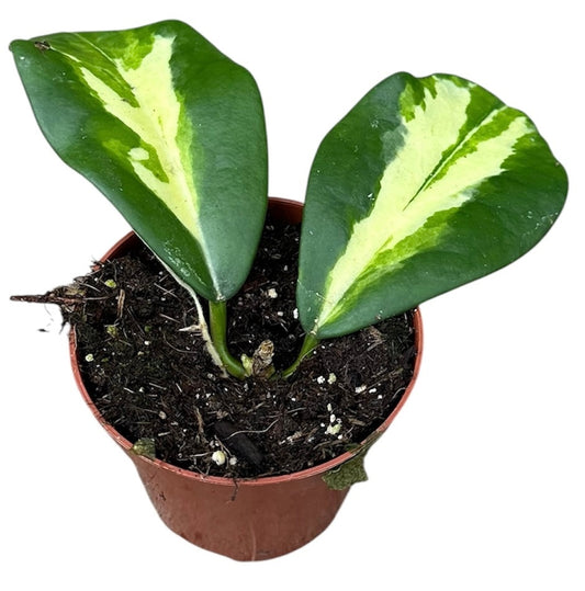 Hoya Diversifolia Maharani 8cm Pot 10cm Height House Plant