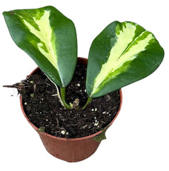 Hoya Diversifolia Maharani 8cm Pot 10cm Height House Plant