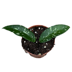 10 - 15cm Hoya Aceh Long Leaf House Plant 10,5 cm Pot
