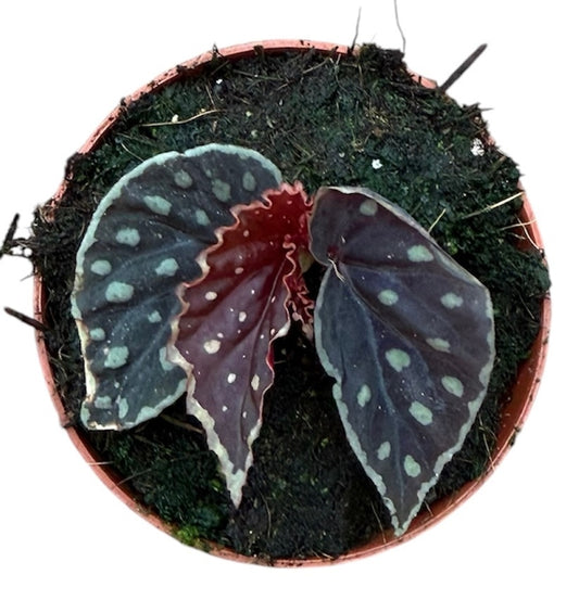 Begonia Fire Fly 8cm Pot 15cm Height House Plant