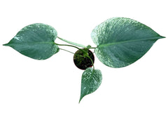 Monstera Devil Monster Cheese Plant - 8cm Pot