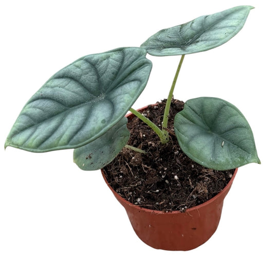 Alocasia Nebula 10.5cm Pot 15cm Height House Plant