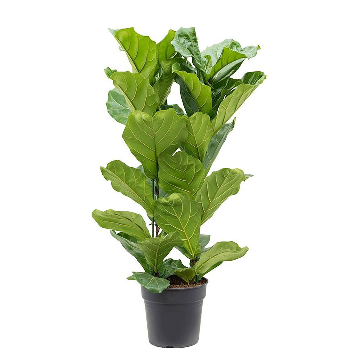 160 - 180cm 2 Stem XXL Ficus Lyrata Fiddle Leaf Fig 30cm Pot House Plant