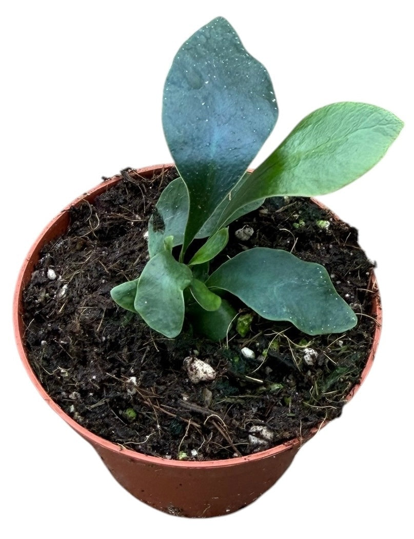 Microsorum Siamensis 8cm Pot 10cm Height House Plant