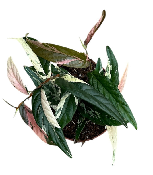 Pink Ficus Sagittata Variegated House Plant 9cm Pot