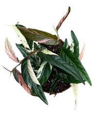 Pink Ficus Sagittata Variegated House Plant 9cm Pot