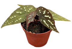 Begonia Pandora 8cm Pot 15cm Height House Plant