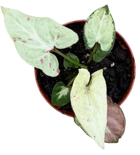 Syngonium Strawberry Milk 8cm Pot 10cm Height House Plant