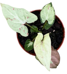 Syngonium Strawberry Milk 8cm Pot 10cm Height House Plant