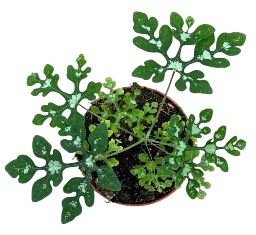 Adenia Perrieri House Plant 8cm Pot