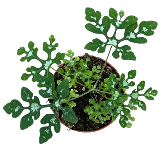Adenia Perrieri House Plant 8cm Pot