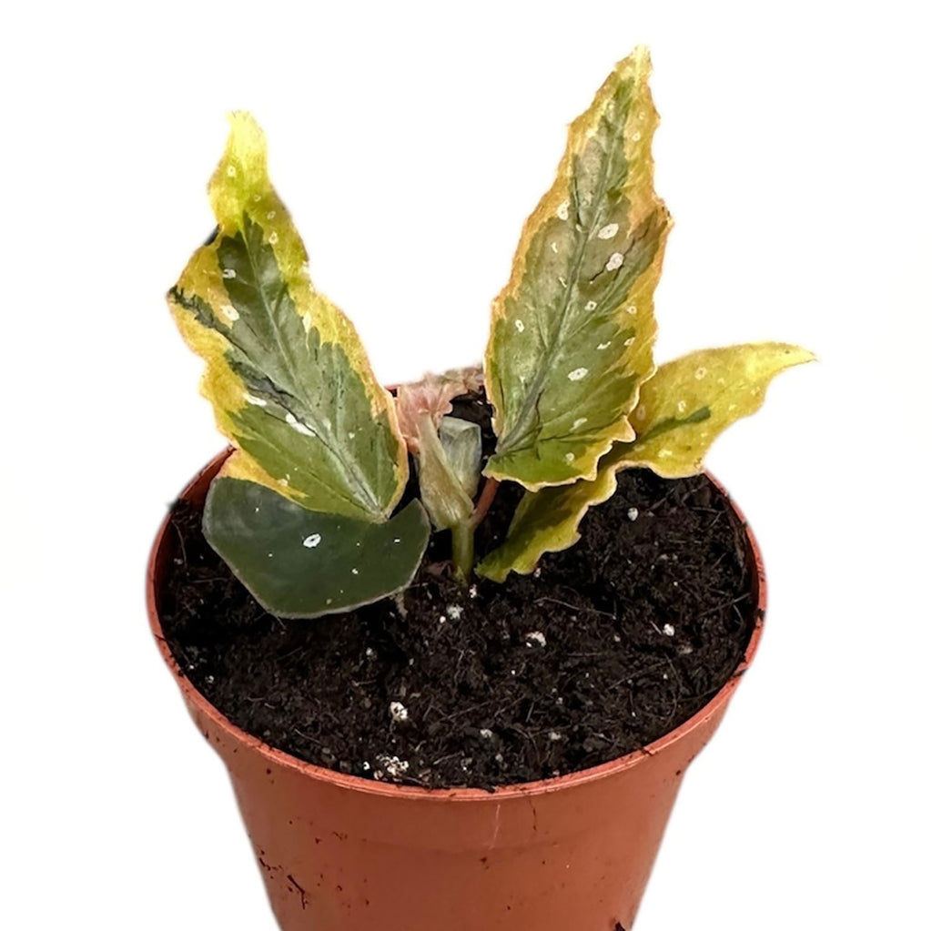 10 - 15cm Begonia Dainty Spray Sport Variegation 8cm Pot House