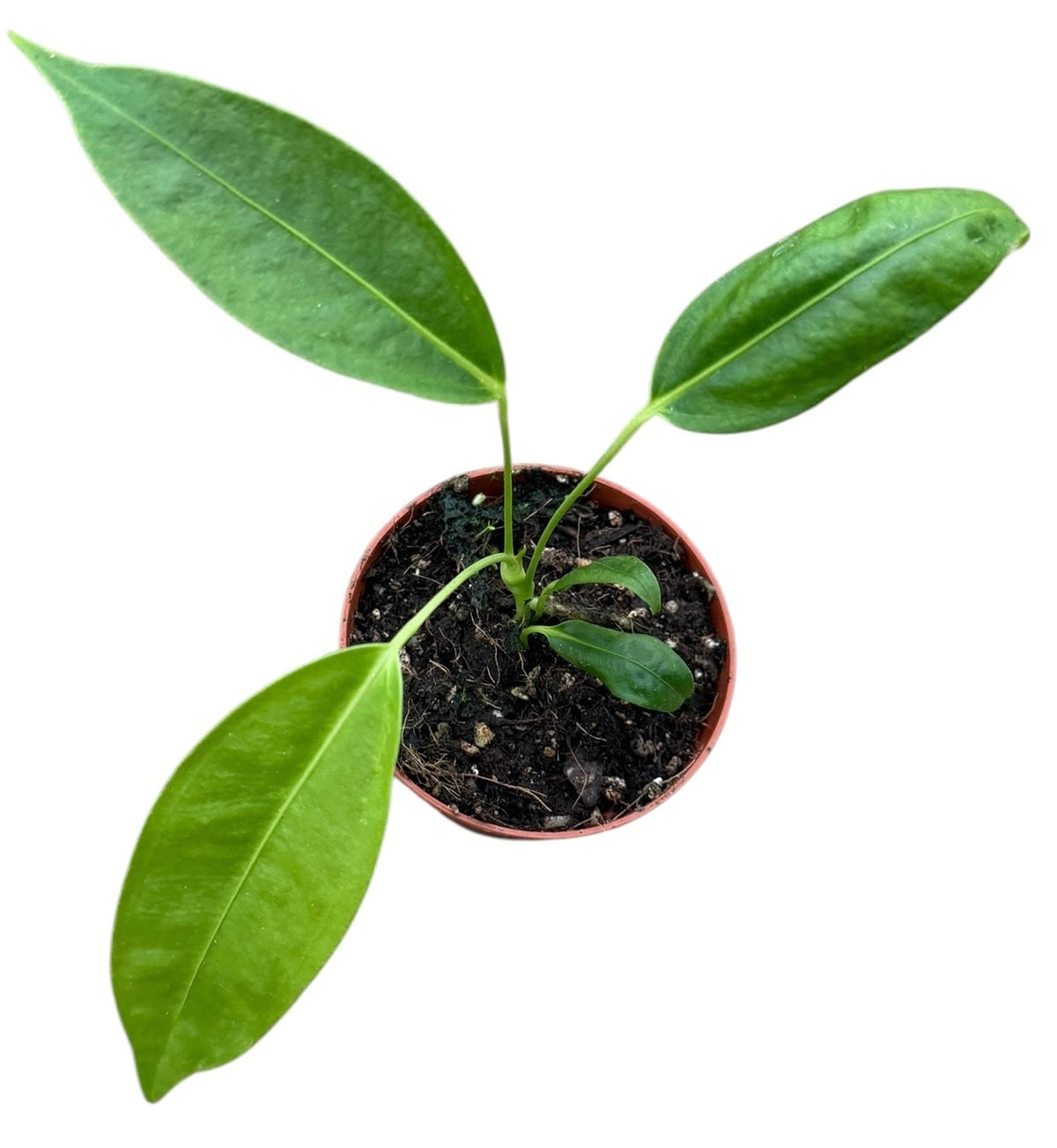 Anthurium Legume 8cm Pot 10cm Height House Plant