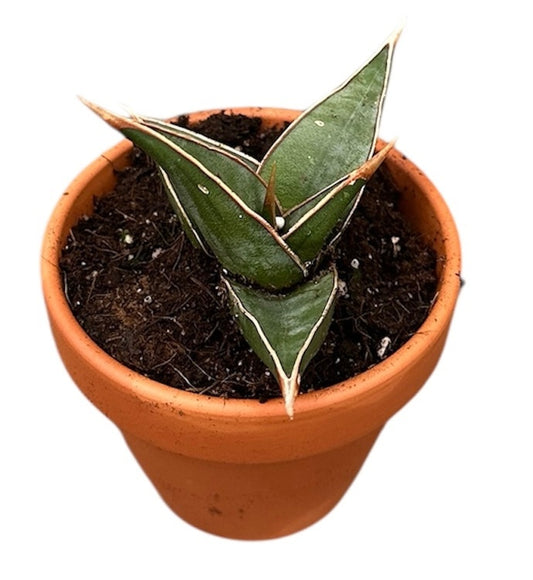 Sansevieria Pinguicula 8cm Pot 15cm Height House Plant