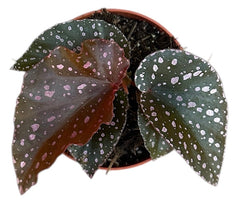 Begonia Palmata D Don 8cm Pot 15cm Height House Plant