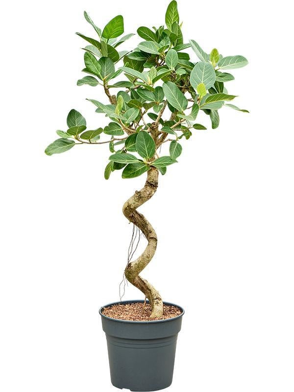 135 - 145cm Ficus Benghalensis Audrey 30cm Pot House Plant