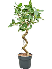 135 - 145cm Ficus Benghalensis Audrey 30cm Pot House Plant