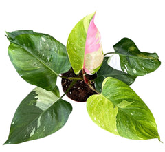 Tricolour Philodendron Fresh Aurea 17cm Pot House Plant