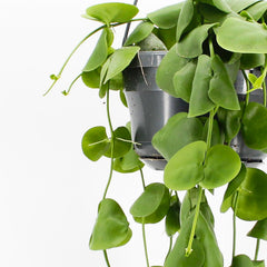 20 - 30cm Dischidia Platyphylla Houseplant in Hanging 14cm Pot