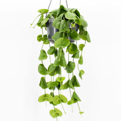 20 - 30cm Dischidia Platyphylla Houseplant in Hanging 14cm Pot
