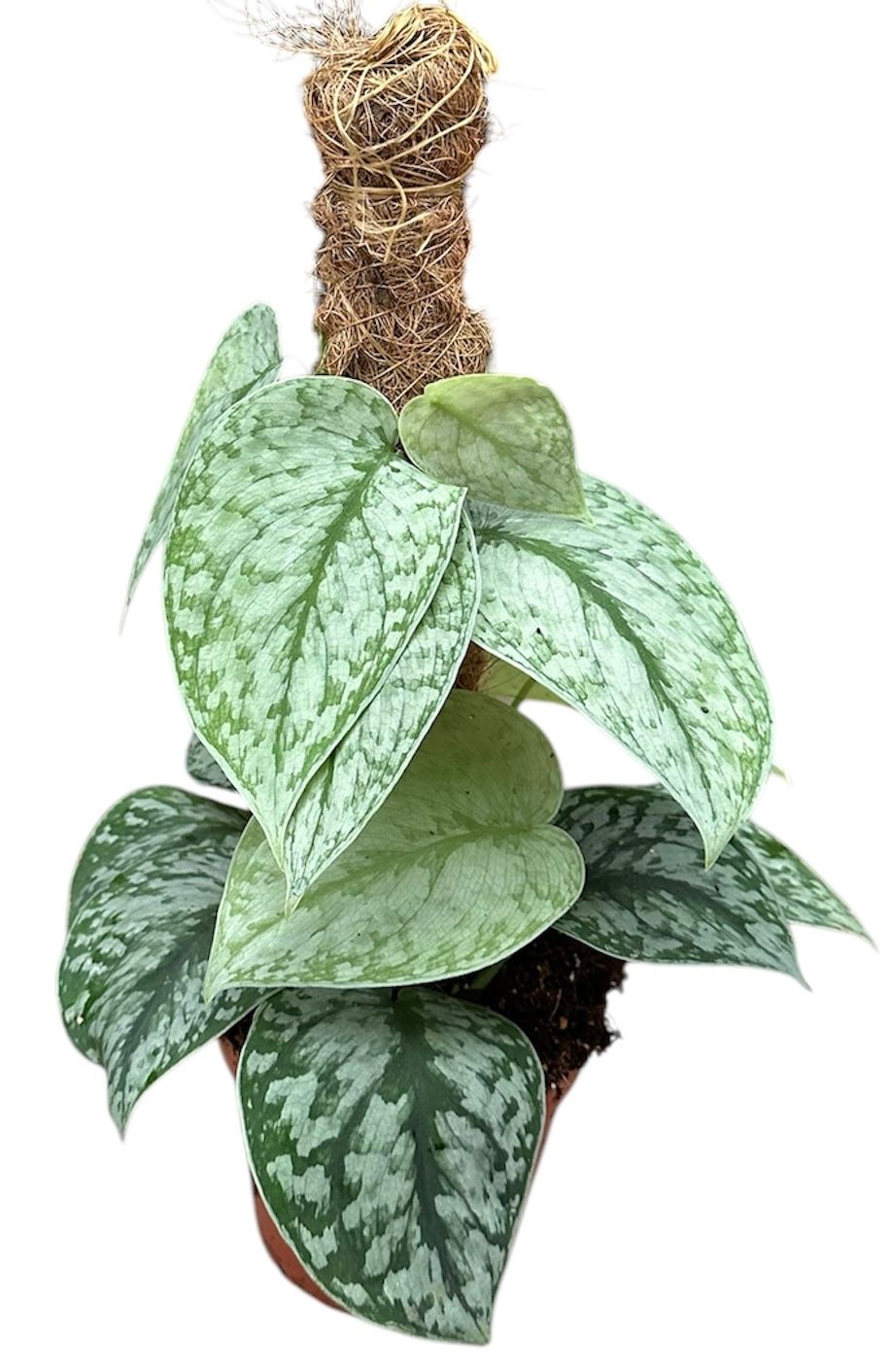 35 - 45cm Scindapsus Silver Splash On Mosspole Pothos 14cm Pot House Plant