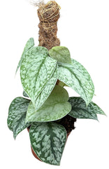 35 - 45cm Scindapsus Silver Splash On Mosspole Pothos 14cm Pot House Plant