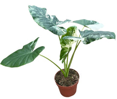 Alocasia Macrorhiza Variegata 17cm Pot 45cm Height House Plant