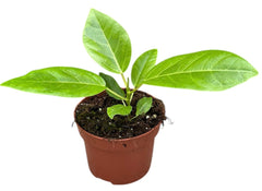 Ficus Benghalensis Variegated 9cm Pot 20cm Height House Plant