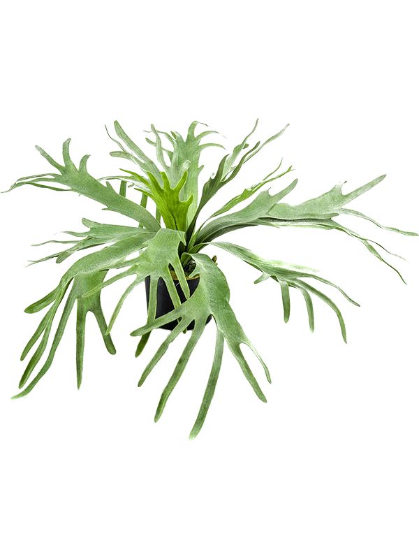 Fern Staghorn Artificial Plant Premium Faux 60cm Height Artificial Plants