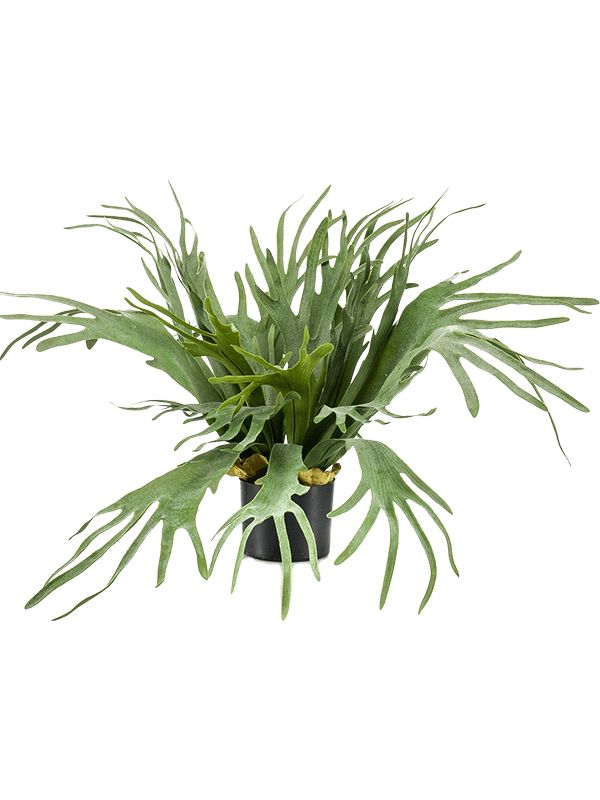 Fern Staghorn Artificial Plant Premium Faux 65cm Height Artificial Plants