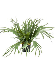 Fern Staghorn Artificial Plant Premium Faux 65cm Height Artificial Plants