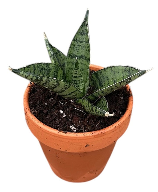 Sansevieria Pagodah Dark 8cm Pot 15cm Height House Plant