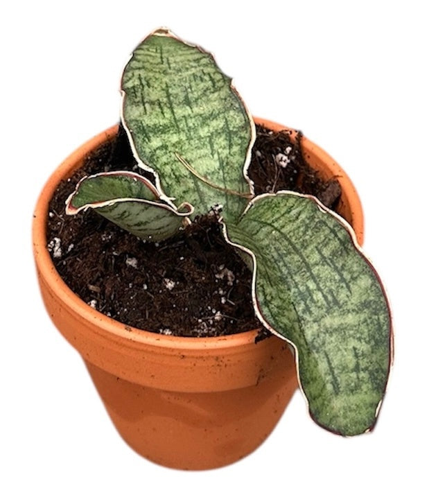 Sansevieria Kirkii Silver Blue 8cm Pot 15cm Height House Plant