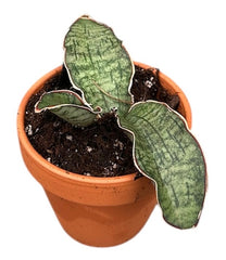 Sansevieria Kirkii Silver Blue 8cm Pot 15cm Height House Plant