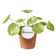 Rare Bundle - Monstera Obliqua, Pilea Mojito, Monstera Frozen Freckles & Monstera European Mint 12cm Pot House Plant