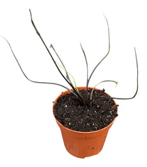 Alocasia Flying Squid 8cm Pot 10cm Height House Plant