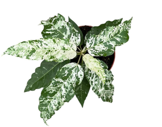 Ficus Aspera Variegata Variegated 10cm Pot House Plant House Plant