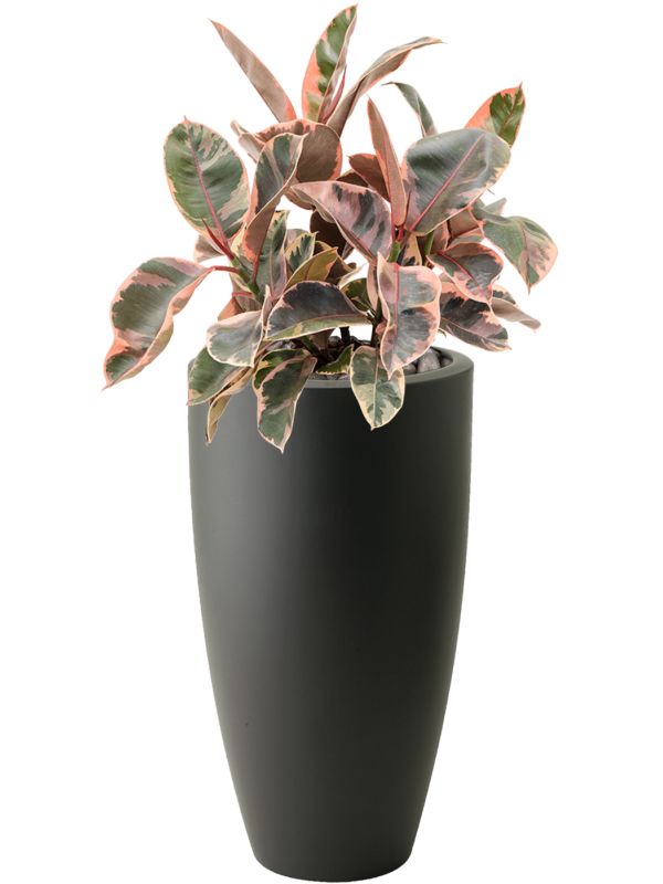 Ficus cyathistipula in Baq Lava Office Plant With Pot 147cm Height 29cm Dia Office Plant