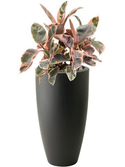 Ficus cyathistipula in Baq Lava Office Plant With Pot 147cm Height 29cm Dia Office Plant