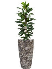 Ficus cyathistipula in Baq Lava Office Plant With Pot 148cm Height 29cm Dia Office Plant