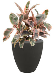 Ficus elastica 'Belize' in Baq Polystone Plain Office Plant With Pot 50cm Height 23cm Dia Office Plant