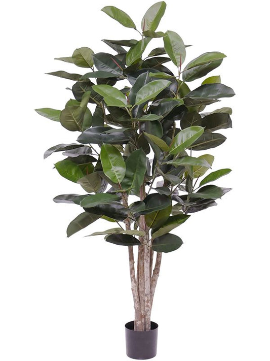 Ficus Elastica Robusta Artificial Plant Premium Faux 170cm Height Artificial Plants