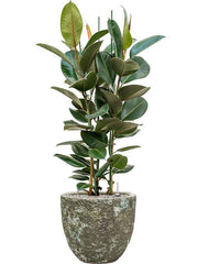 Ficus elastica 'Robusta' in Baq Lava Office Plant With Pot 122cm Height 30cm Dia Office Plant