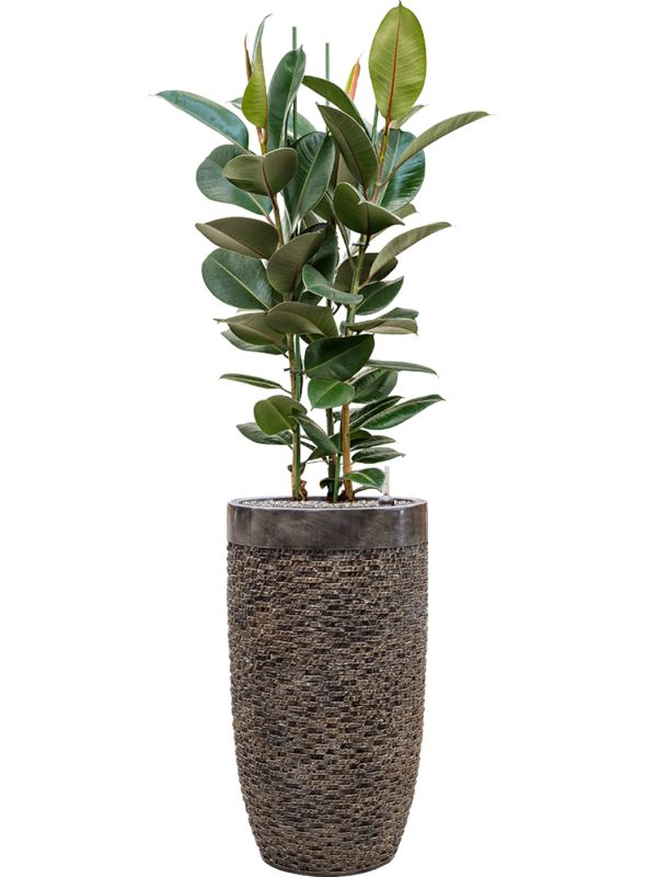 Ficus elastica 'Robusta' in Baq Luxe Lite Universe Layer Office Plant With Pot 158cm Height 32cm Dia Office Plant