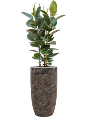 Ficus elastica 'Robusta' in Baq Luxe Lite Universe Layer Office Plant With Pot 158cm Height 32cm Dia Office Plant