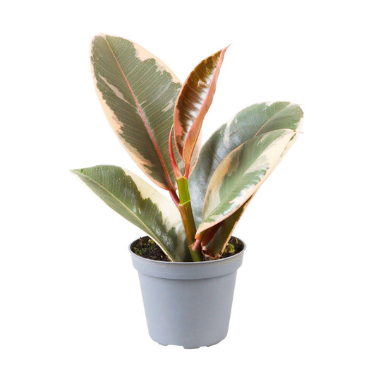 Ficus Elastica Tineke Rubber House Plant House Plant