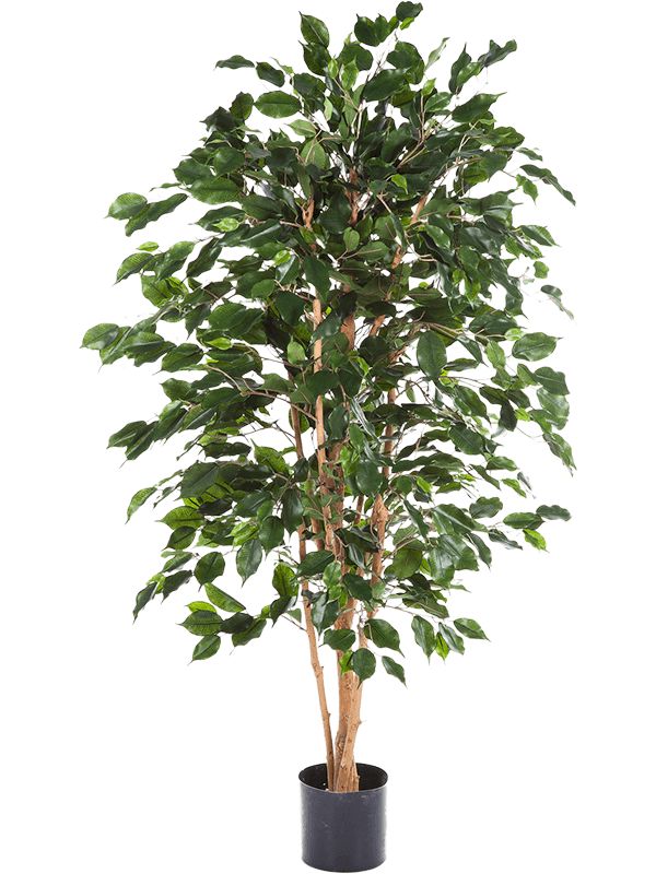 Ficus Exotica Artificial Plant Premium Faux 150cm Height Artificial Plants