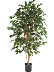 Ficus Exotica Artificial Plant Premium Faux 150cm Height Artificial Plants