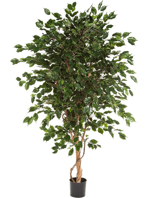 Ficus Exotica Artificial Plant Premium Faux 180cm Height Artificial Plants