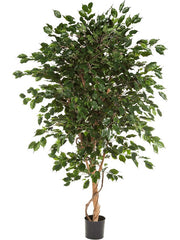 Ficus Exotica Artificial Plant Premium Faux 180cm Height Artificial Plants